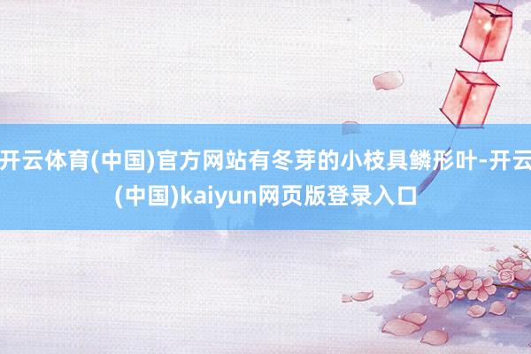 开云体育(中国)官方网站有冬芽的小枝具鳞形叶-开云(中国)kaiyun网页版登录入口